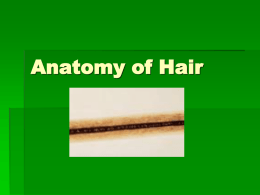 Anatomy of Hair - MrsWrightsSciencePage