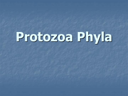 Phylum Protozoa
