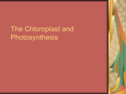 The Chloroplast and Photosynthesis