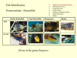 Fish Identification