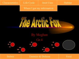 Arctic Fox by Meghan