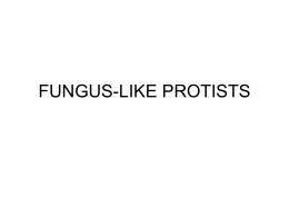 FUNGI-LIKE PROTISTS
