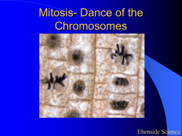 Mitosis PPT - Learning on the Loop