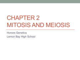 Mitosis PowerPoint Lesson