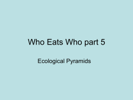Ecological Pyramids