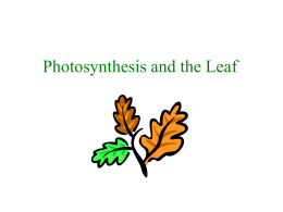 Photosynthesis and the Leaf - St. Edwards University Sites