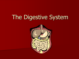 Digestive System - Science