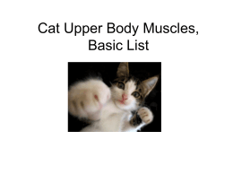3b Mt SAC Cat Upper Body muscles, basic