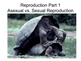 Reproduction Part 1 Asexual