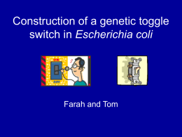 Construction of a genetic toggle switch in Escherichia coli