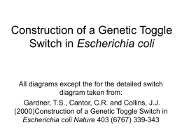 Construction of a Genetic Toggle Switch in Escherichia coli
