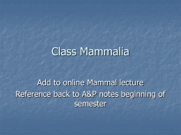 Class Mammalia lecture for web