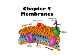 Chapter 5 Membranes