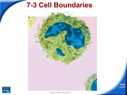 7-3 Cell Boundaries