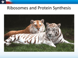 Protein Synthesis for Students
