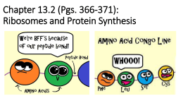Chapter 13.2-Ribosomes and Protein Synthesis