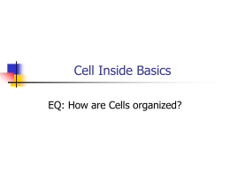 Chapters 4 and 5 Cell Structures, Functions and Transport