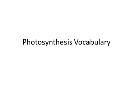 Photosynthesis Vocabulary