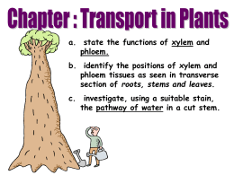 Transport in plants