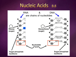 Nucleic Acids B.8