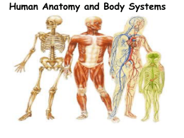 Human Body Systems Summary