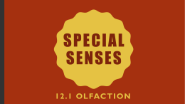 Special Senses