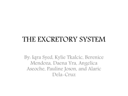 Excretory System Powerpoint (574769)