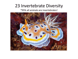23 Invertebrate Diversity 23.1 Animal Characteristics