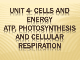 Unit 4- Cells and Energy ATP, Photosynthesis and Cellular
