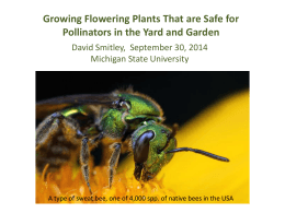 Growing flowering plants that are safe for pollinators in the yard and