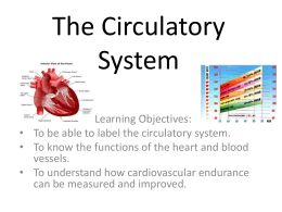 The Circulatory System - St John`s, Marlborough