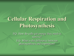 Cellular Respiration and Photosynthesis