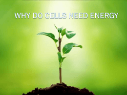 EQ: Why do cells need energy