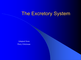 38 -3 The Excretory System