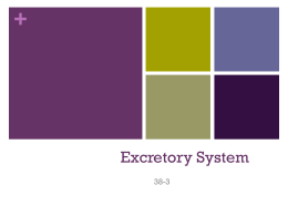Excretory System - Marblehead High School