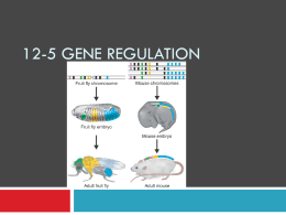 12-5 Gene Regulation - Lincoln Park High School