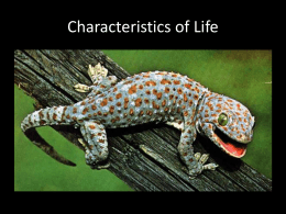 Notes on characteristics of life