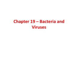 Chapter 19 – Bacteria and Viruses Prokaryotes