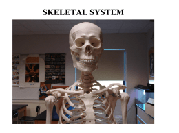 Ch 07 The Skeletal System
