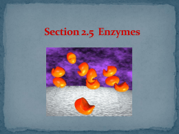 Section 2.5 Enzymes