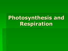 Unit 3: Photosynthesis and Respiration