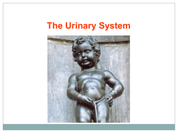Urinary System Notes