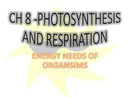 CH 8 -PHOTOSYNTHESIS AND RESPIRATION