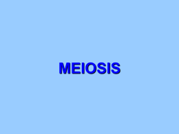 Meiosis - The Vignanam
