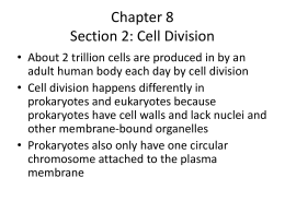 Chapter 8 Section 2: Cell Division