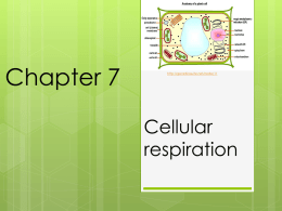 IIS1 Chapter 7- cellular respiration (TA)