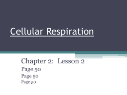 Cellular Respiration - Mahtomedi Middle School