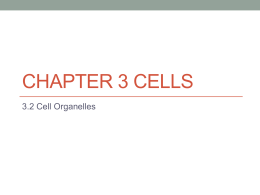 3.2 Cell Organelles