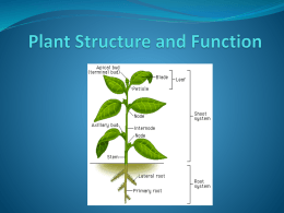 Plant Structure and Function PowerPoint