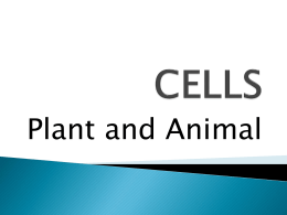 Plant and animal Cells PPT